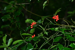 Aucuba chinensis