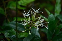 Anodendron benthamianum