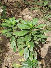 Daphne laureola