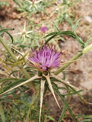 Carduoideae