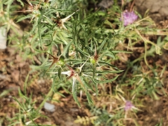 Carduoideae