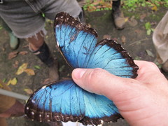 Morpho helenor narcissus