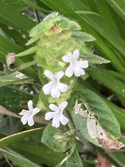 Phaulopsis imbricata