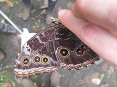 Morpho helenor narcissus