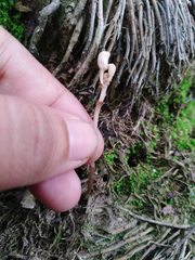 Didymoplexis pallens