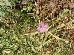 Carduoideae