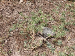 Carduoideae
