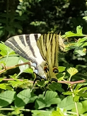 Iphiclides podalirius