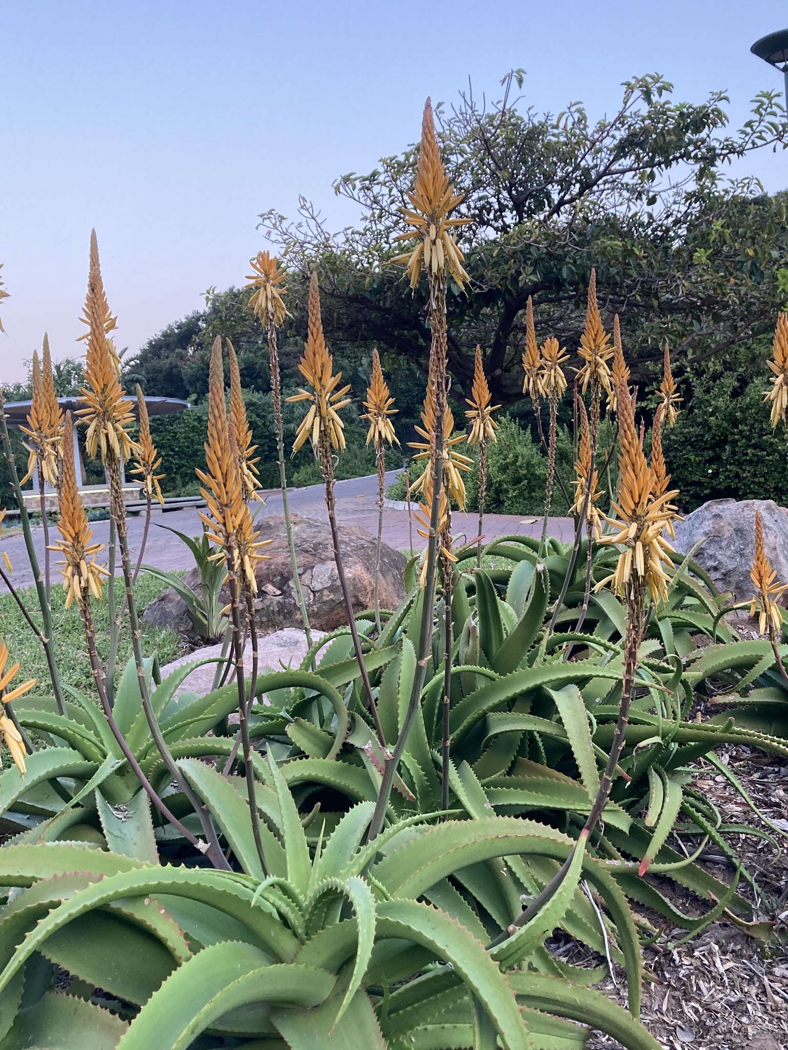 van Balen's aloe (Aloe vanbalenii) · iNaturalist