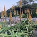 Aloe vanbalenii - Photo (c) lindadruce, algunos derechos reservados (CC BY-NC)