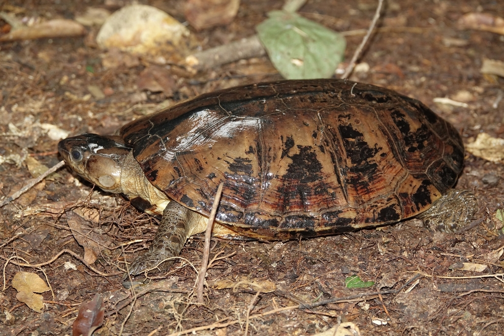 Gabon hinged terrapin from Lope, Gabon on June 16, 2021 at 06:53 AM by ...