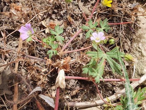 Geranium columbinum image