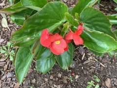 Magnoliopsida