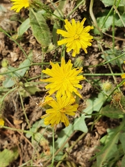 Asteraceae