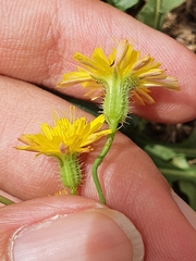Asteraceae