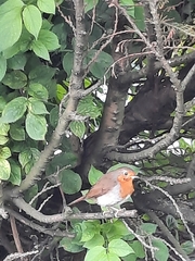 Erithacus rubecula