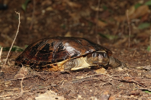 Gabon hinged terrapin
