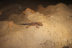Cyrtodactylus lekaguli