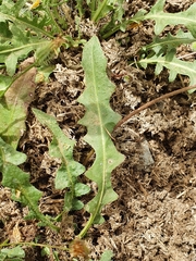 Asteraceae