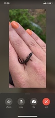 Sphaerodactylus