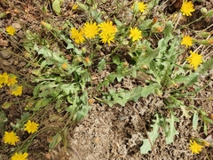 Asteraceae