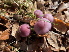 Cortinarius magellanicus