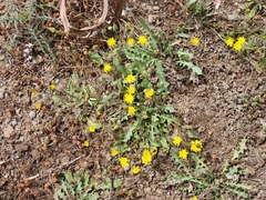 Asteraceae