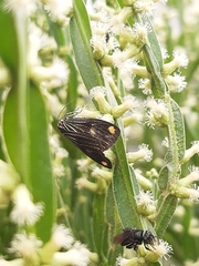 Polypoetes obtusa