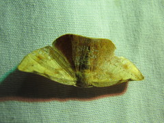 Image of Acrotomodes bola