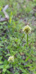 Cyperus seslerioides