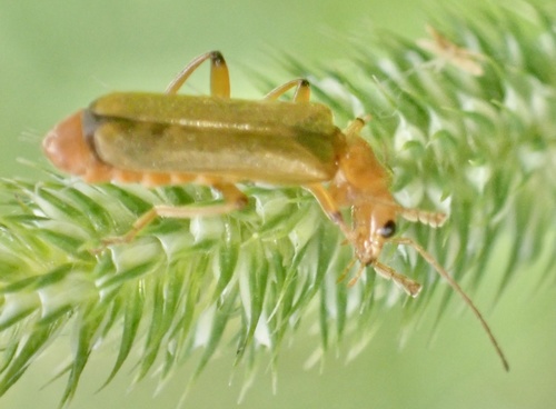 Cantharis cryptica, Nationaal Park De Biesbosch, Werkendam, Noord-Brabant, NL, photo 8 of 10