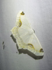 Sericoptera
