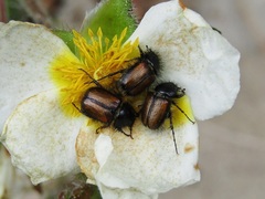 Chasmatopterus