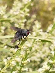 Tachinidae