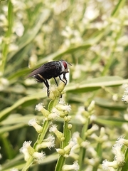 Tachinidae