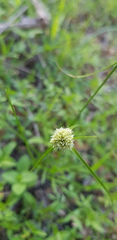 Cyperus seslerioides