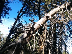 Cronartium ribicola