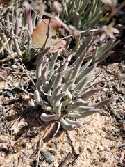 Dudleya attenuata