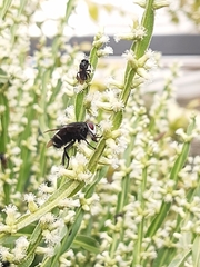 Tachinidae
