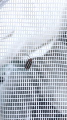 Disonycha leptolineata