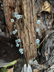 Mycena cyanocephala