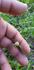 Cyperus seslerioides