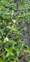 Cyperus seslerioides