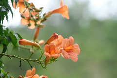 Campsis grandiflora