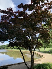 Acer palmatum