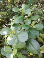 Clusiaceae