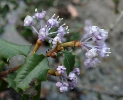 Ceanothus jepsonii