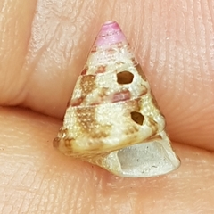 Jujubinus exasperatus