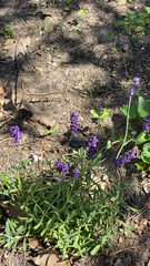 Lavandula angustifolia
