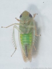 Doleranus vividus